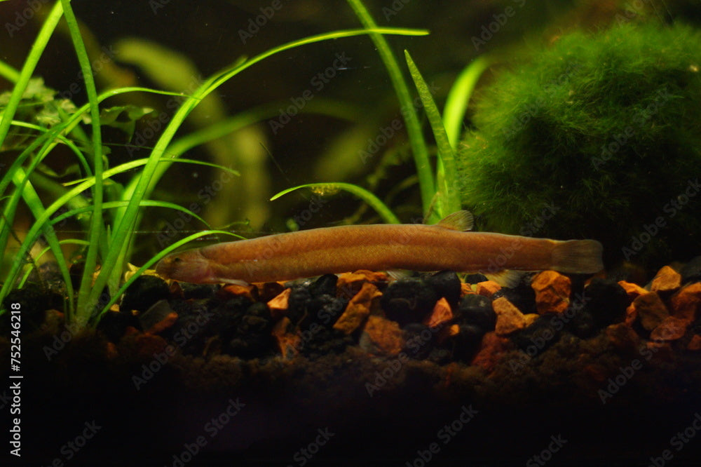 Black Kuhli Loach