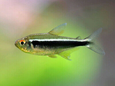Black Neon Tetra