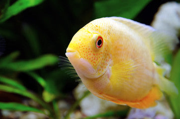 Gold Severum