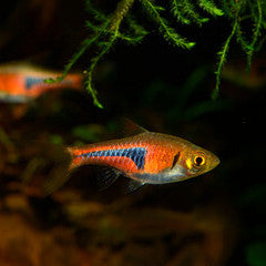 Glowlight (Hengeli) Rasbora