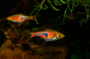 Glowlight (Hengeli) Rasbora
