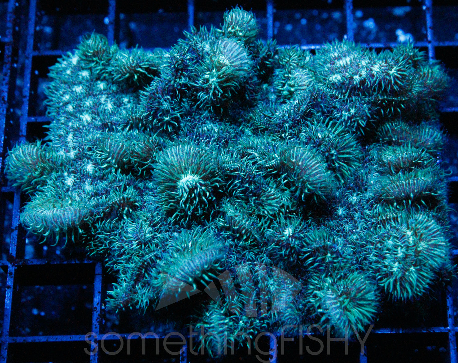 Fuzzy Green Pavona SPS Coral