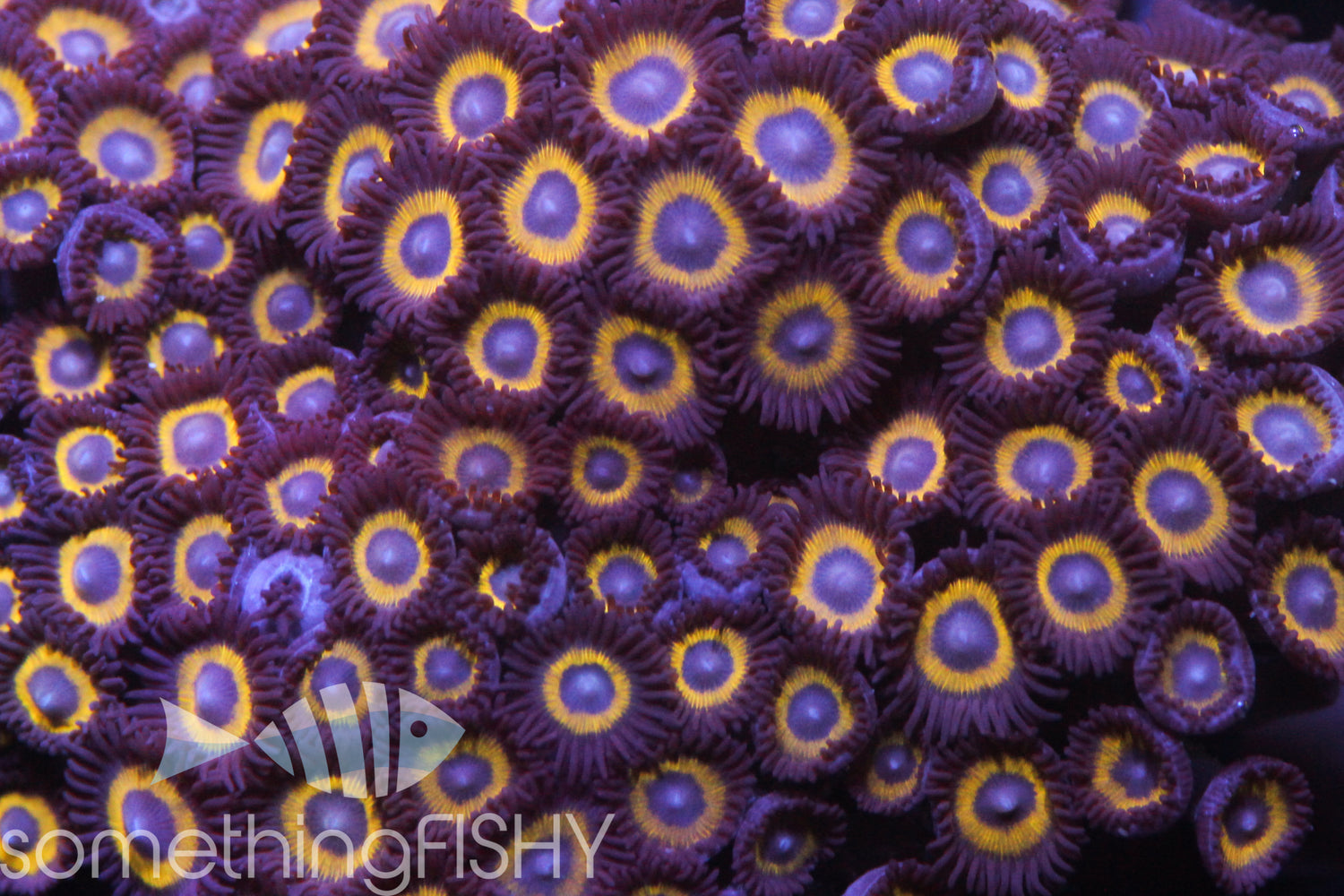 Belladona Paly/Zoa