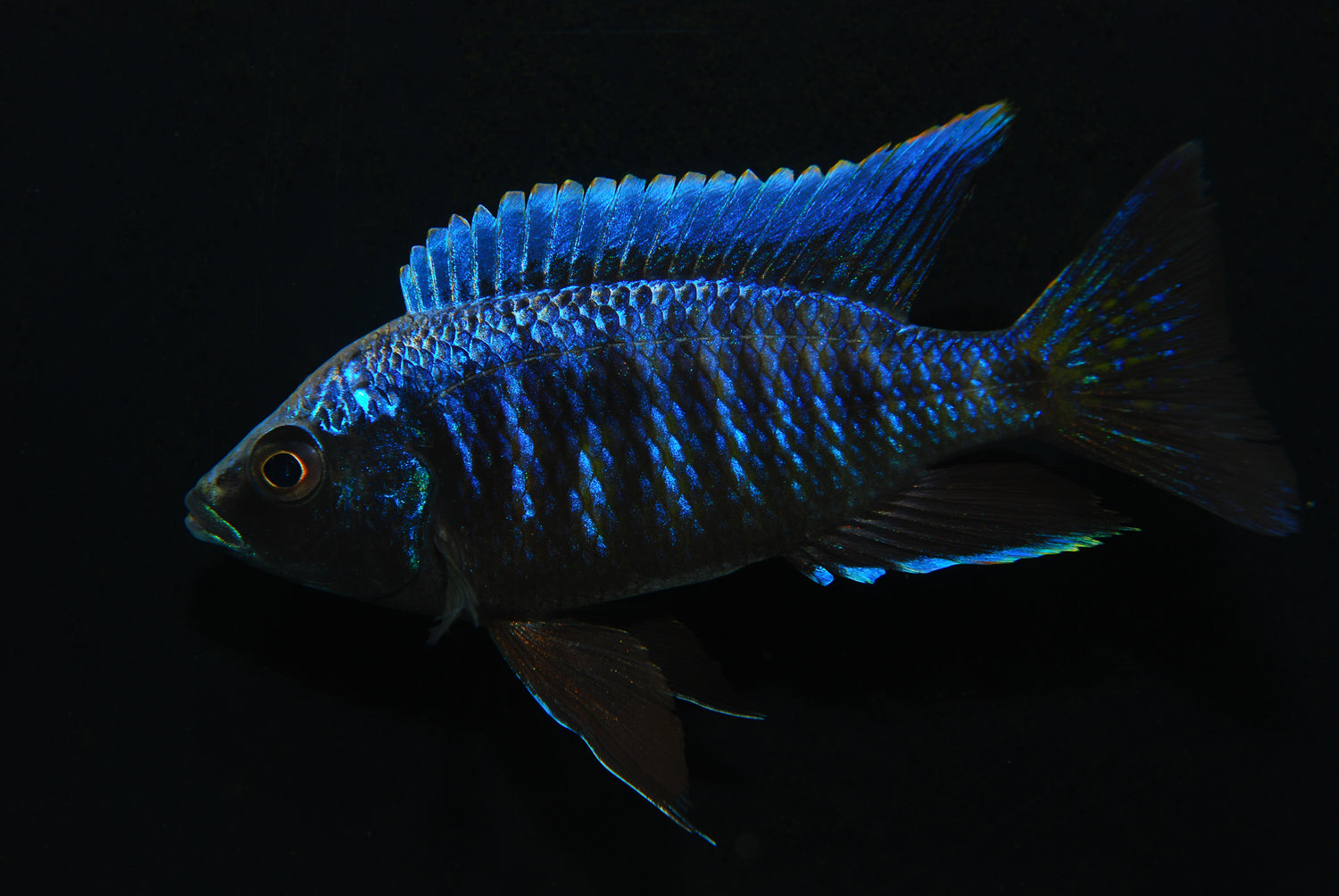 Copad. Crhrysonotus White Blaze Cichlid LG