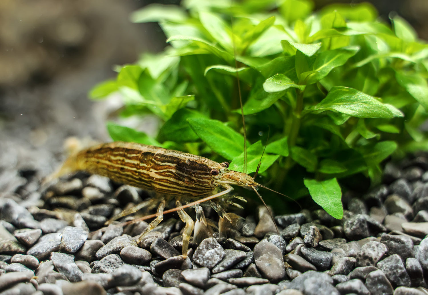Bamboo Shrimp