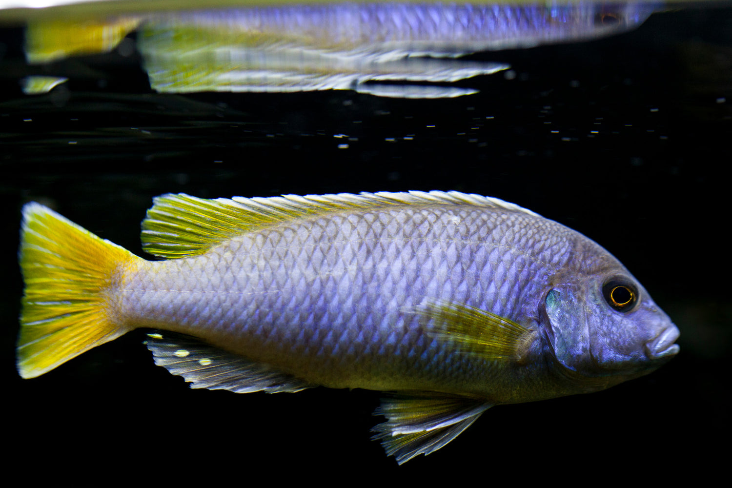 Pseudotropheus Elegans Acei Cichlid