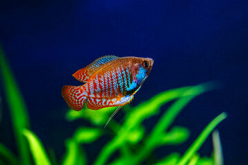 Dwarf Neon Gourami