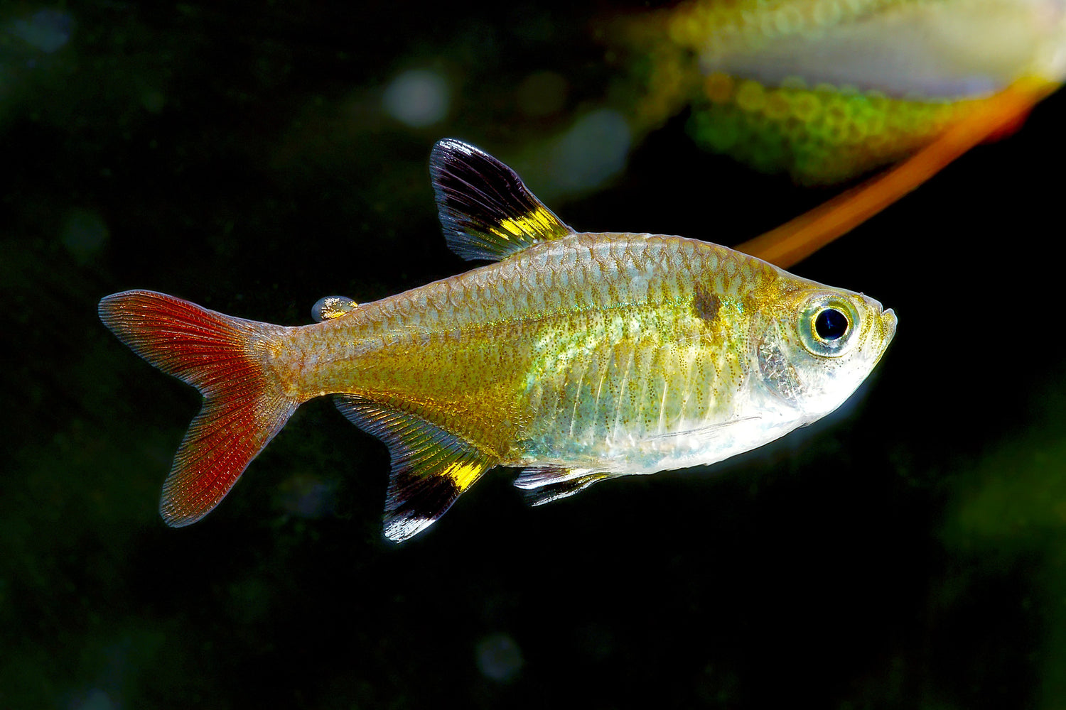 Pristella Tetra