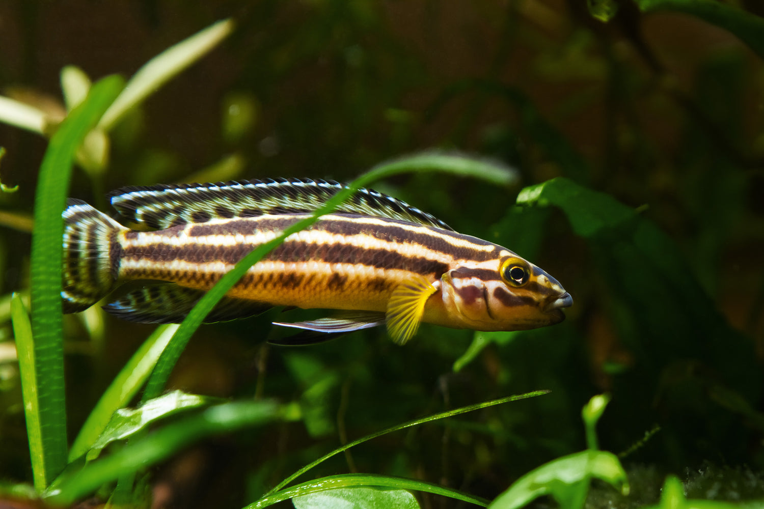 Julidochromis Regani Cichlid