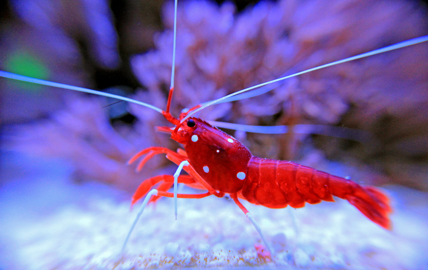Blood Shrimp