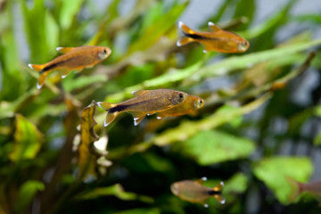 Silver Tip Tetra