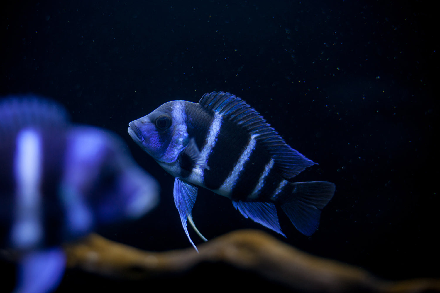 WC Kitumba Frontosa Females