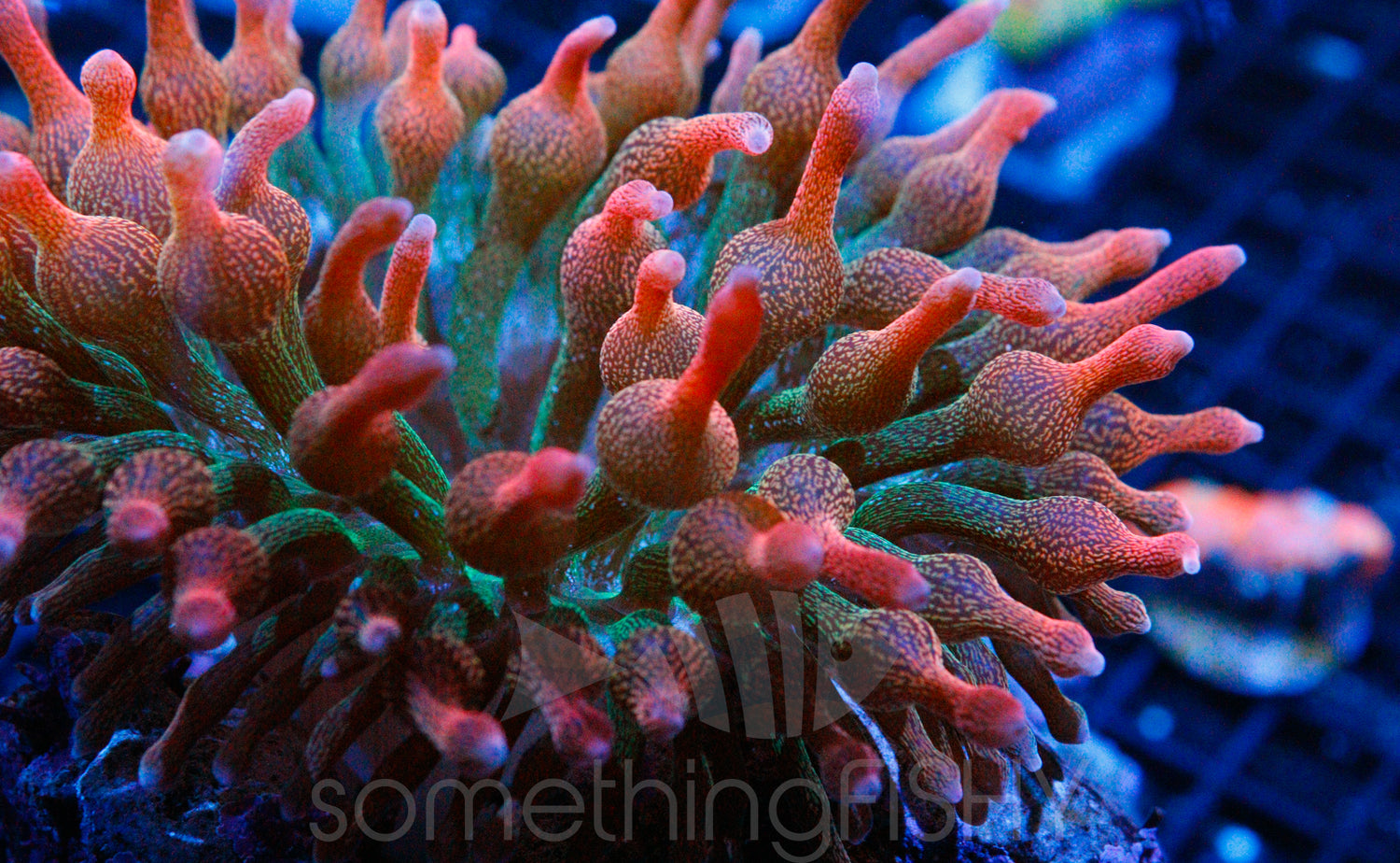 Rainbow Bubble Tip Anemone Medium