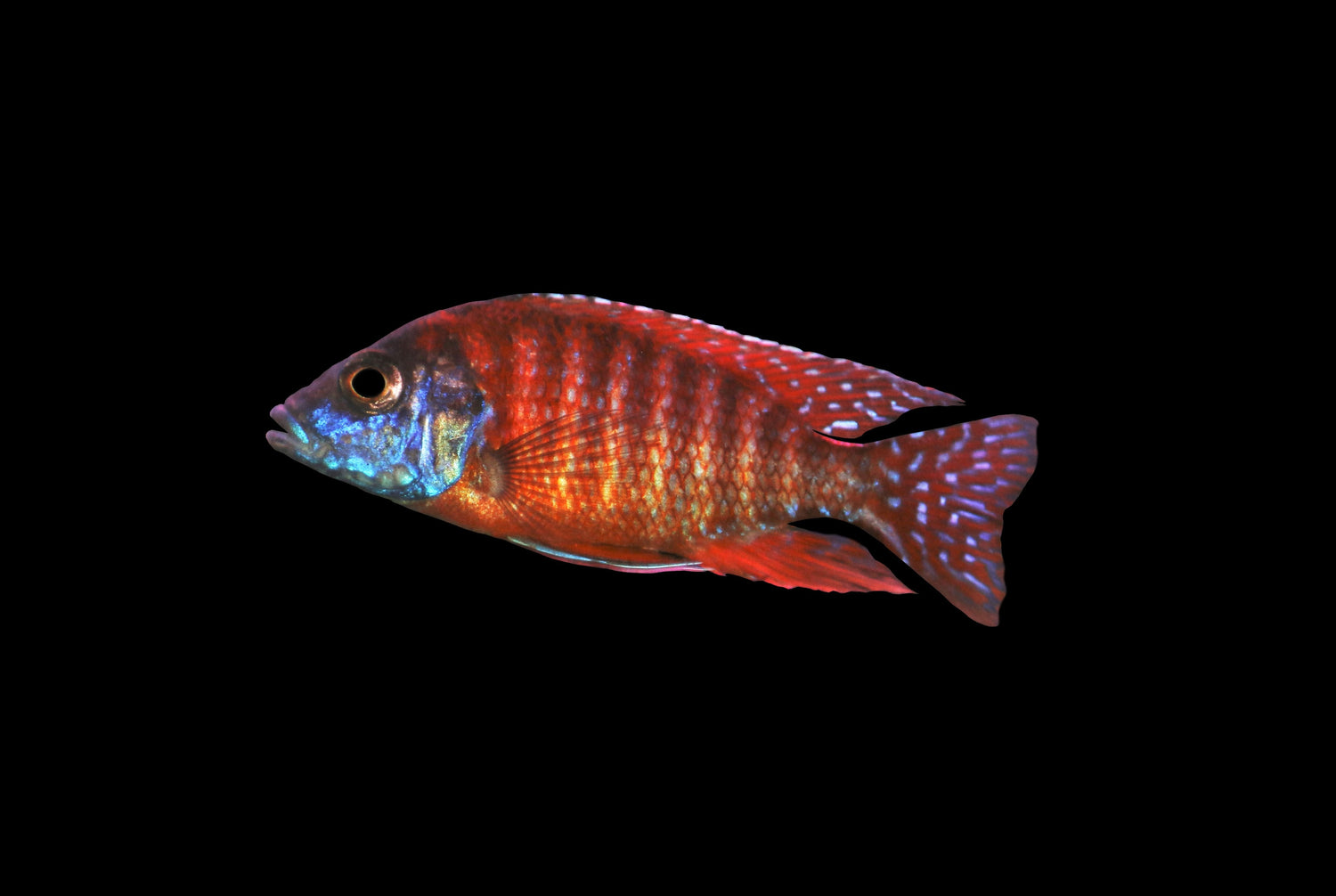 Ruby Red Peacock Cichlid Med