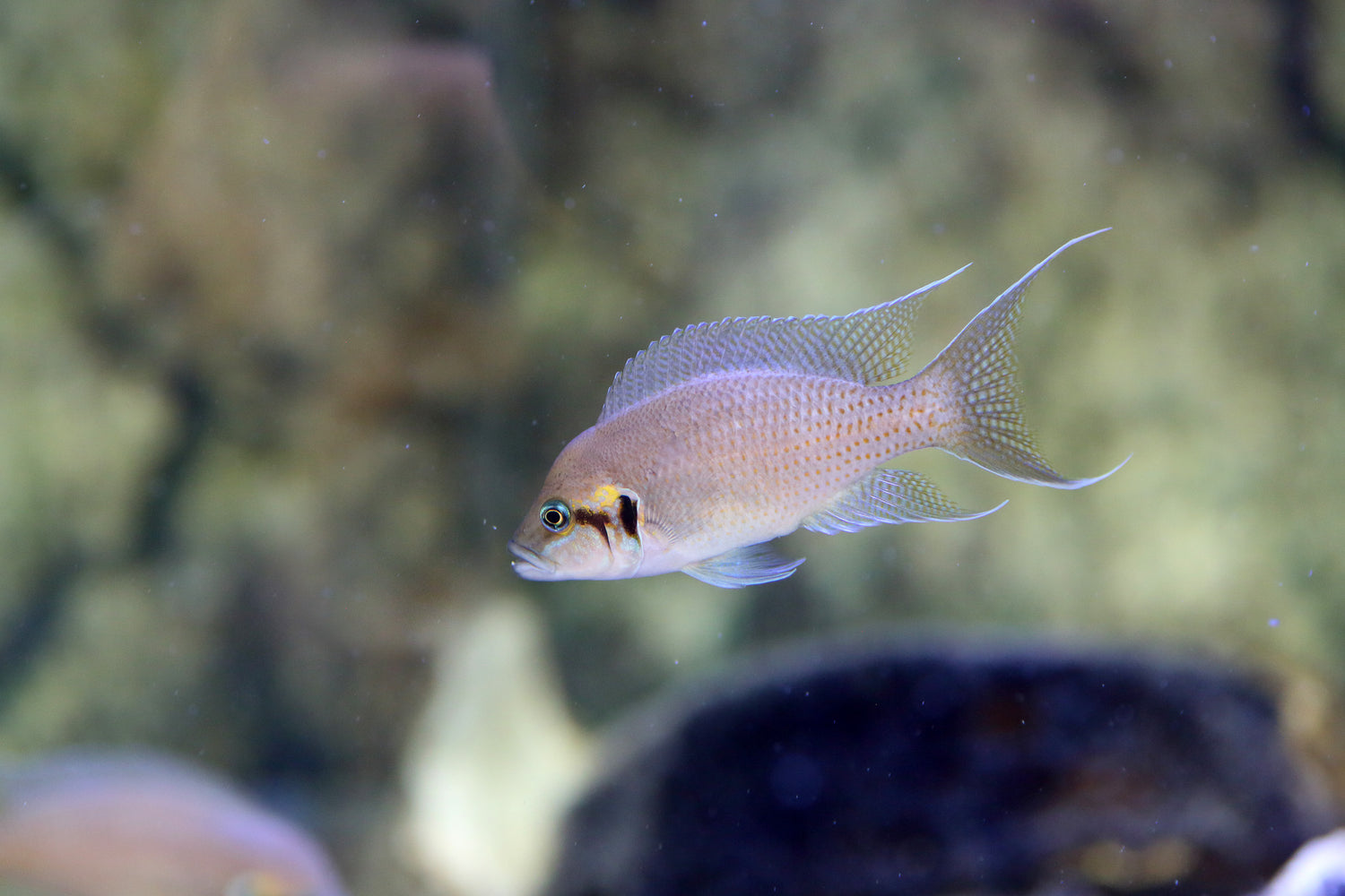 Neolamprologus Daffodil Brichardi Cichlid