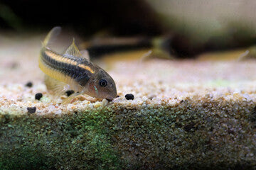 Gold Laser Corydoras