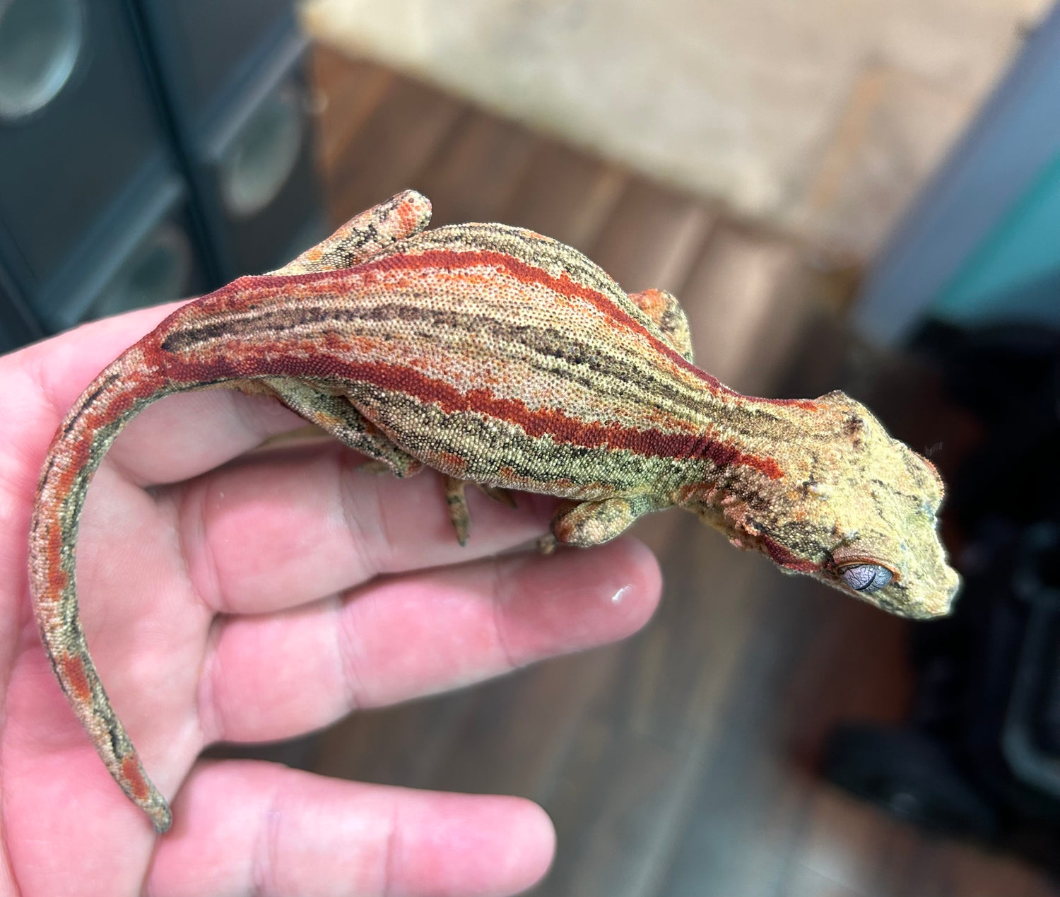 RTB Red Stripe Gargoyle Gecko Female