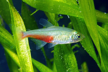 Green Fire Tetra
