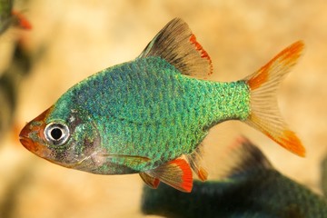 Green Platinum Barb