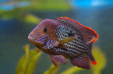 Green Terror Cichlid 2