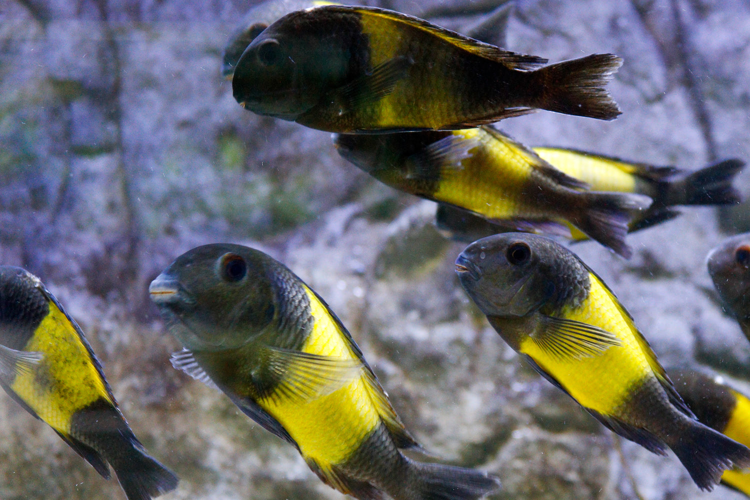 Tropheus sp. Ikola