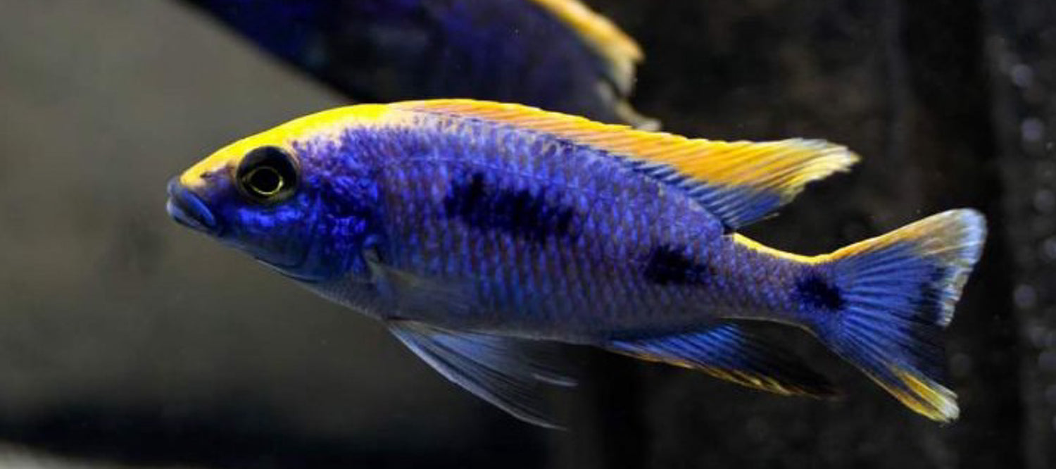Z-Rocks Lithobates Cichlid LG