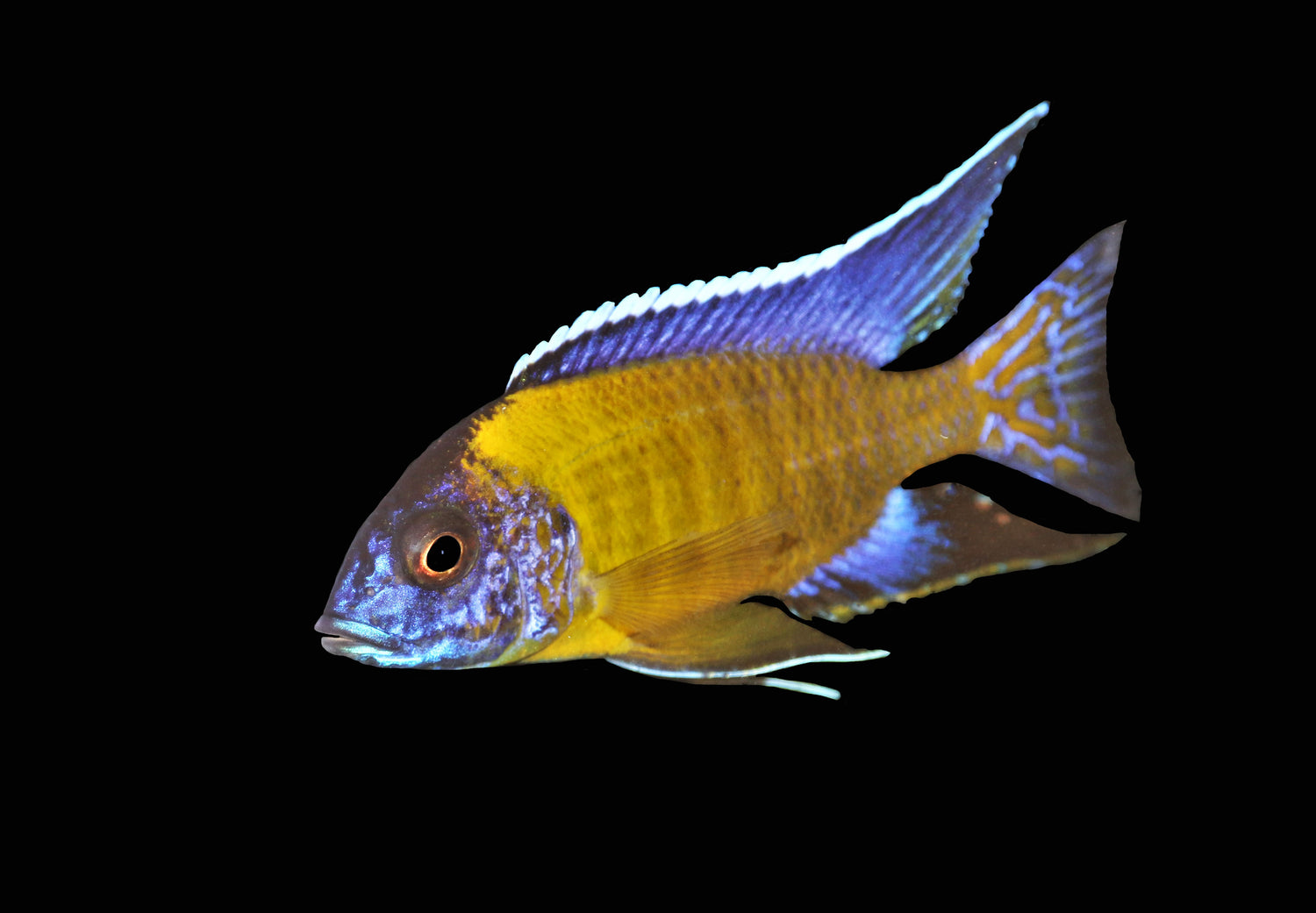Flavescent Peacock Cichlid