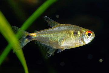 Head and Tail Light Tetra