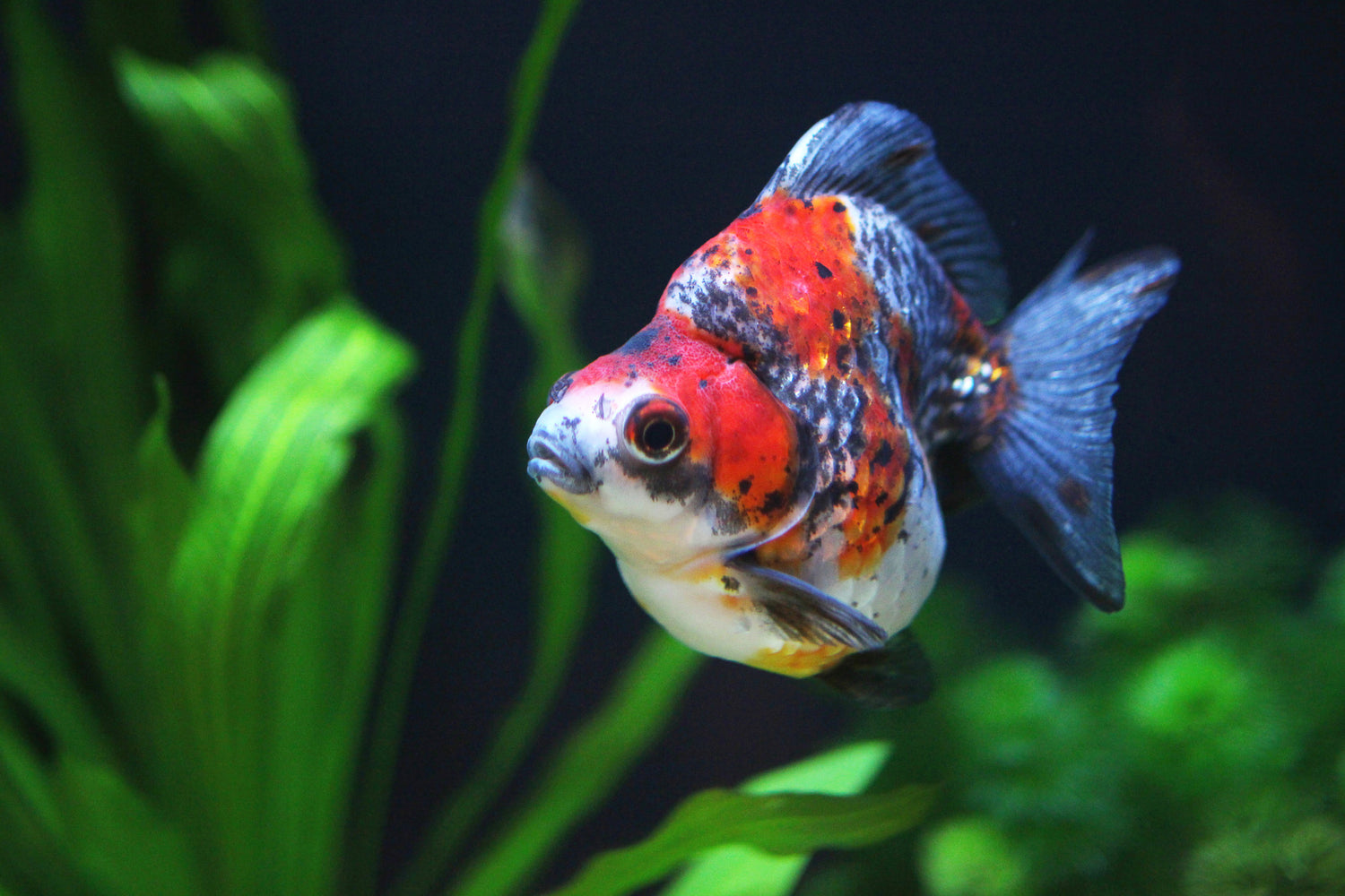 Ryukin Goldfish