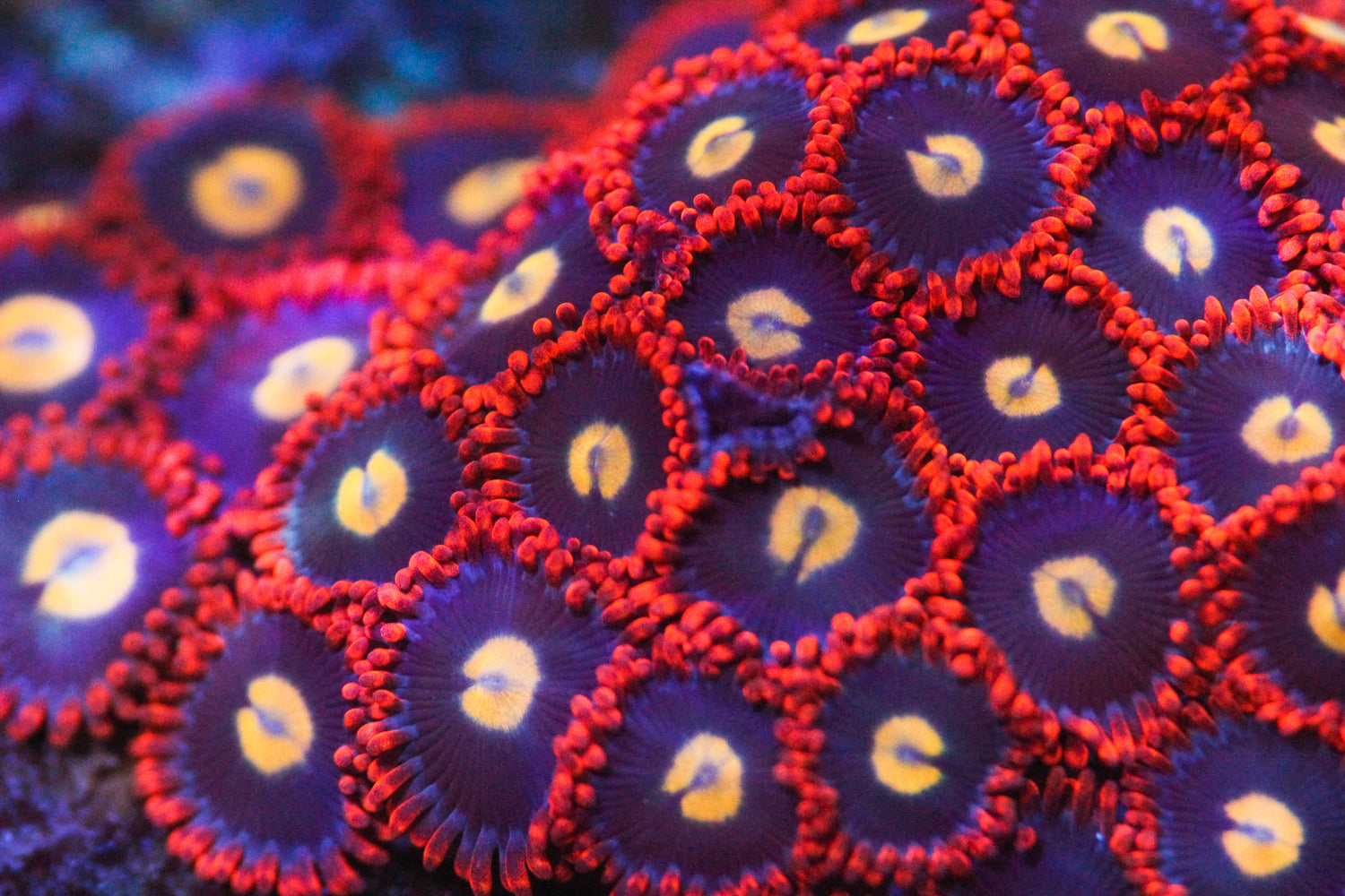 Snake Eyes Paly/Zoa
