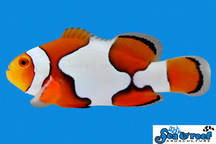 Picasso Clownfish