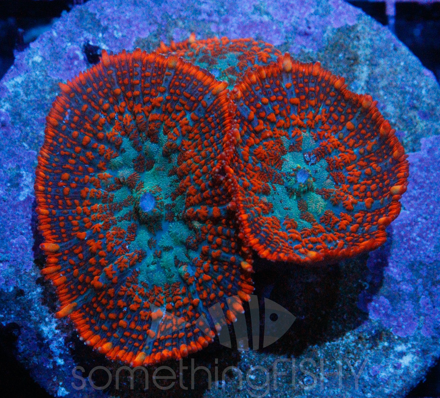 Ultra Rhodactis Mushroom