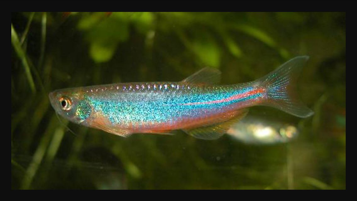 Pearl Danio