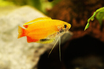 Honey Gourami