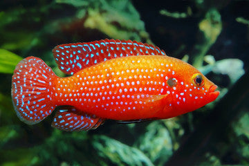 Red Jewel Cichlid
