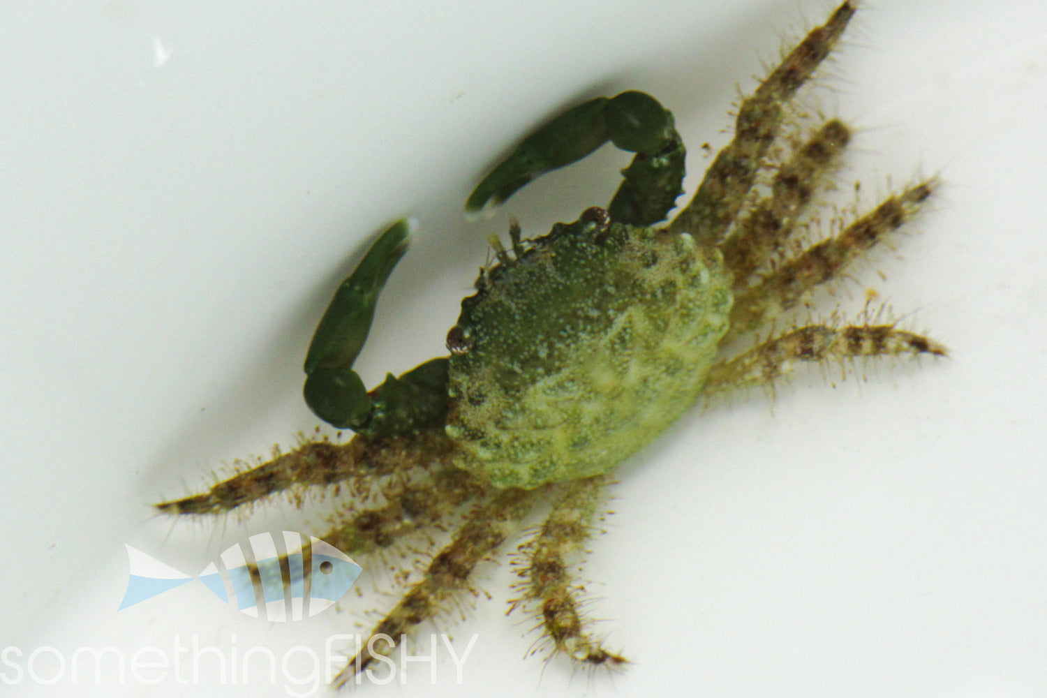 Emerald Crab
