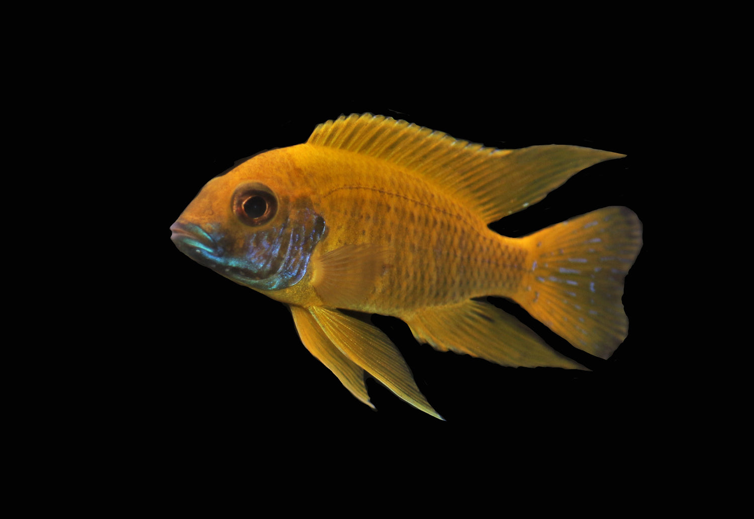 Benga Peacock Cichlid LG