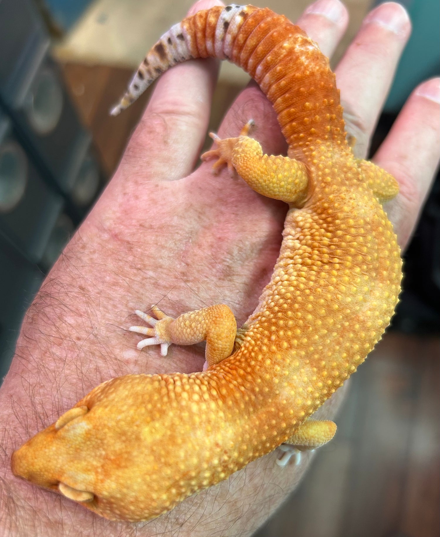 Tangerine Tornado Inferno Leopard Gecko Male