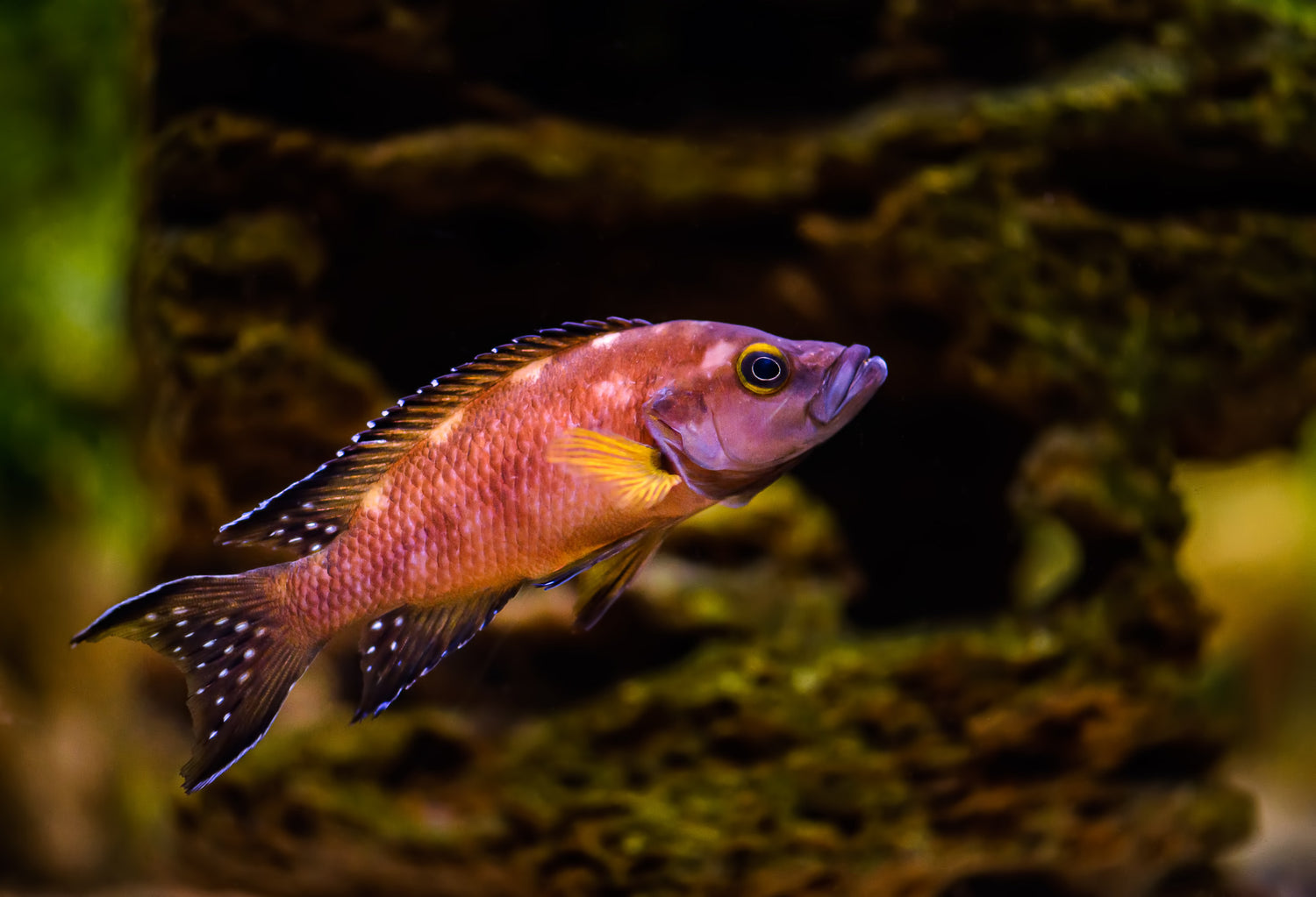 Neolamprologus Buescheri Cichlid
