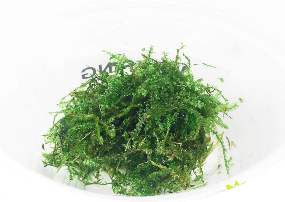 Taiwan Moss Plant