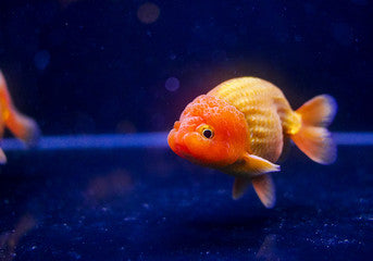 Lion Head Goldfish 2-3