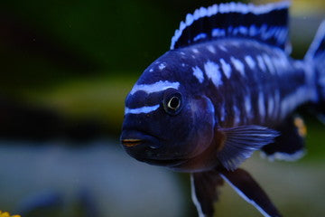 Electric Blue Johanni Cichlid