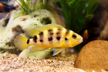 Neolamprologus Sexfasciatus Gold Cichlid