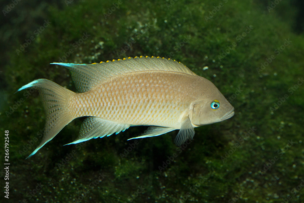 Neolamprologus Marunguensis White Tip Cichlid