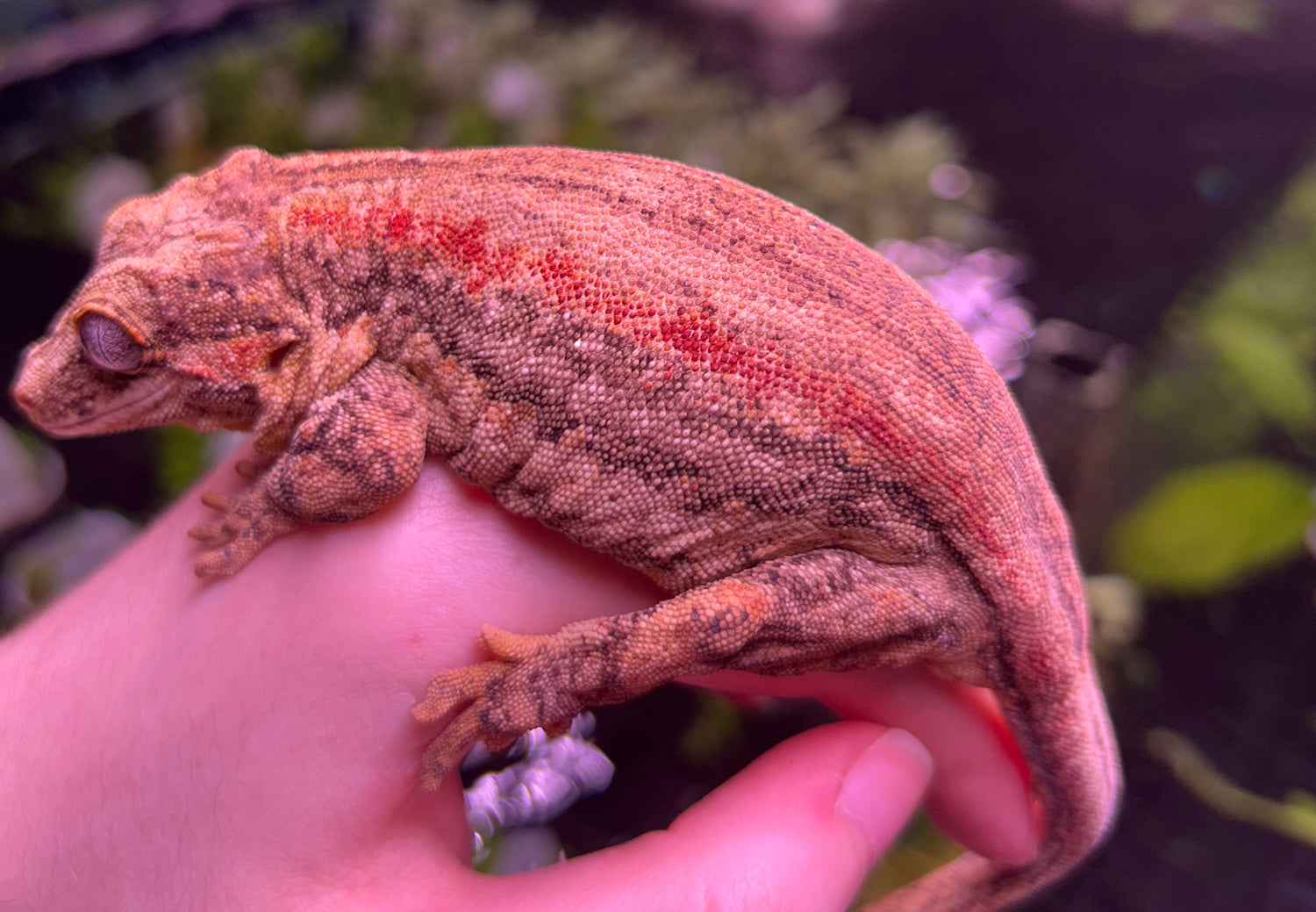 RTB Red Stripe Female Gargoyle Gecko