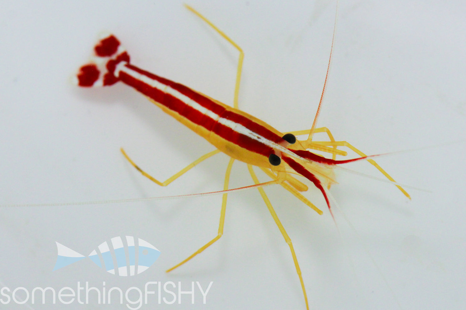 Cleaner Shrimp