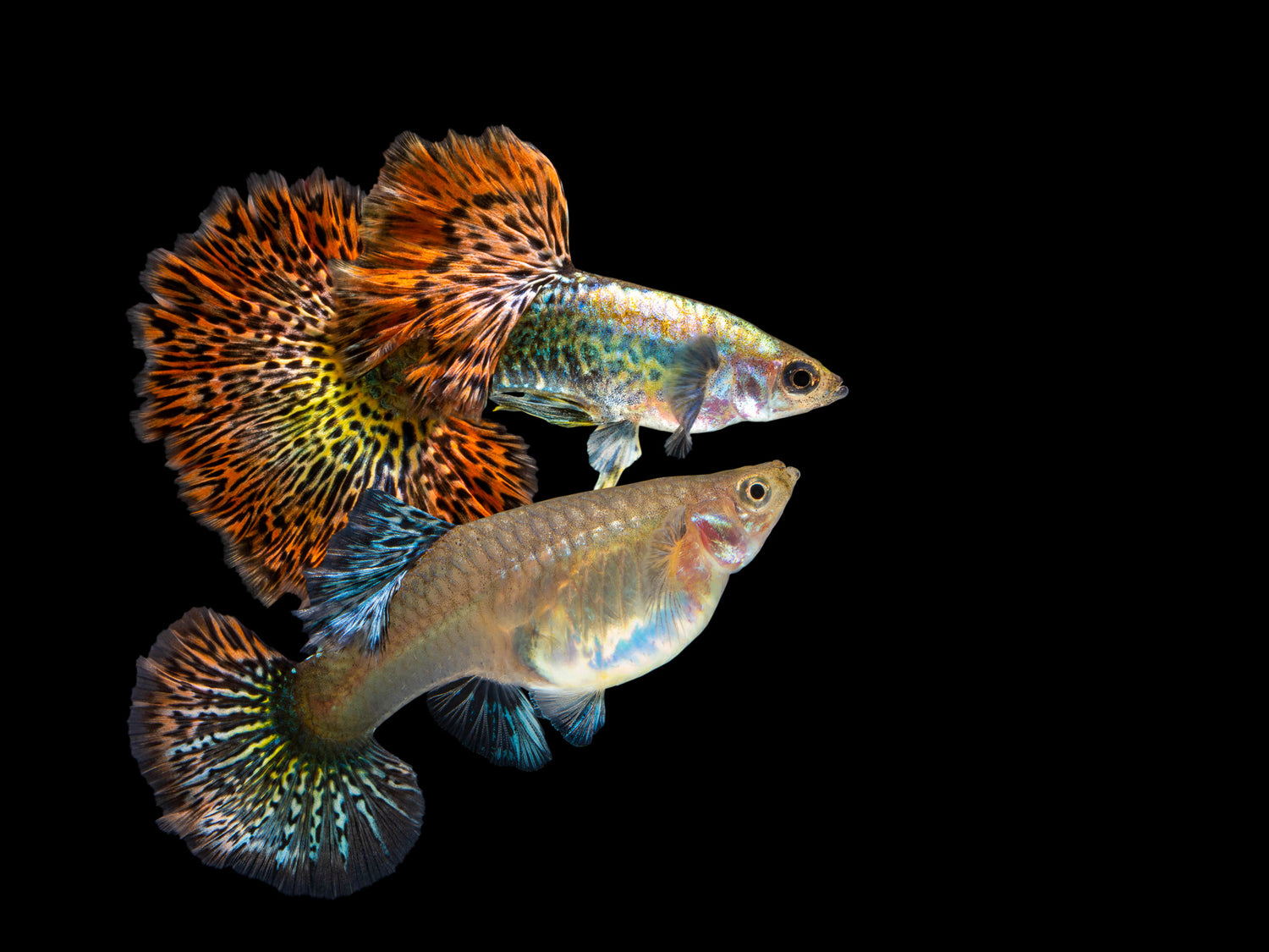 Red Dragon Guppy Male