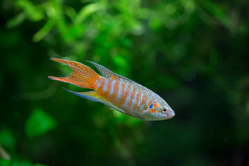 Paradise Gourami