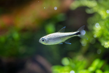 Platinum Tetra