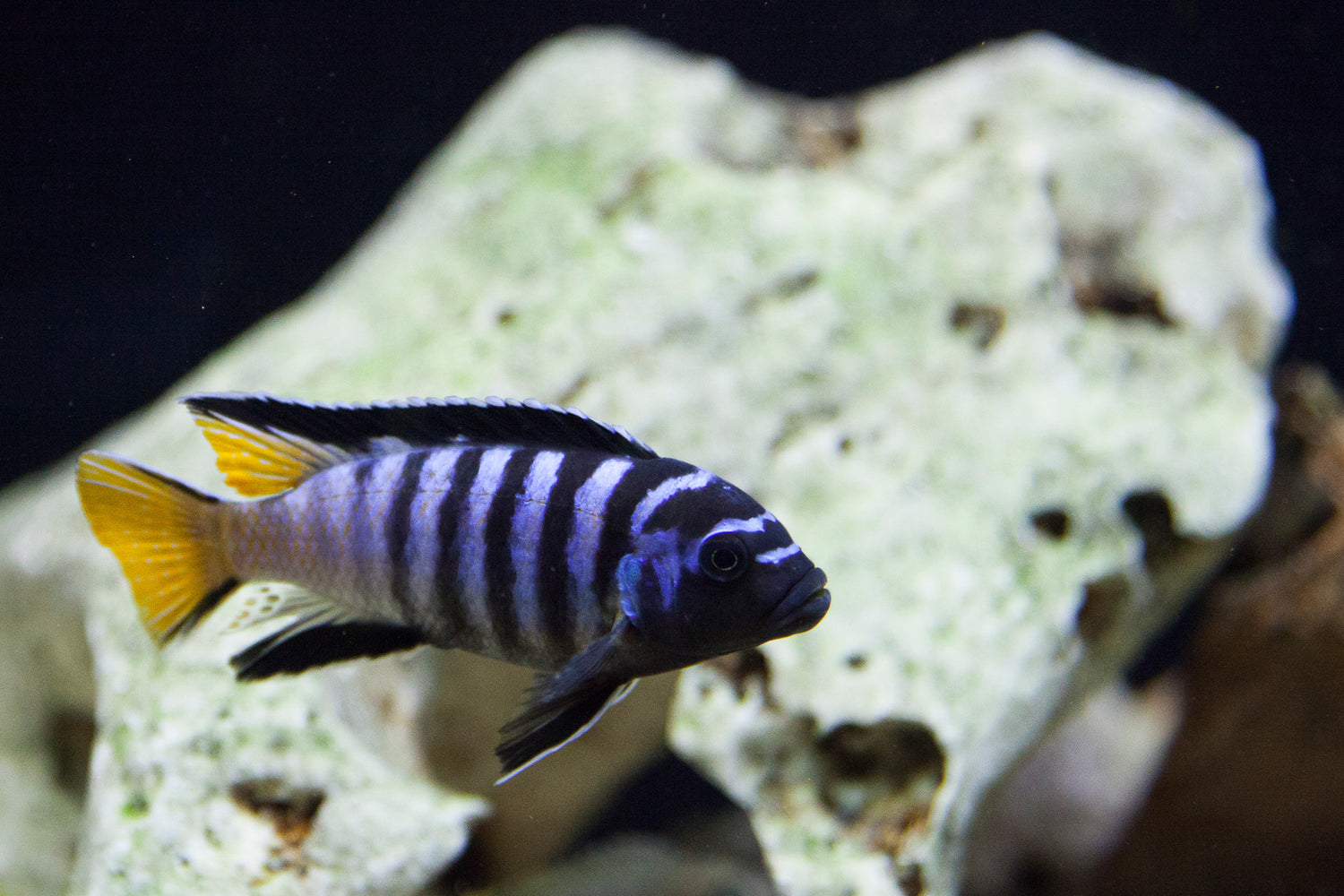 Pseudotropheus Elongatus Chewere Cichlid